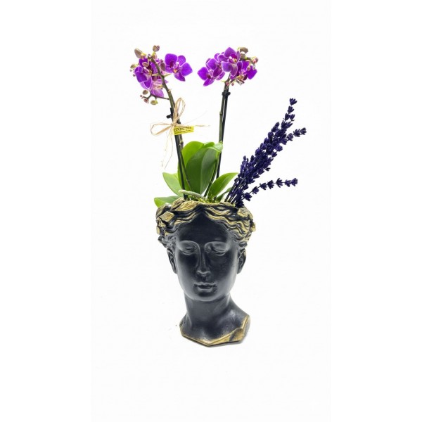 Helen Saksıda Mini Orkide (Siyah)